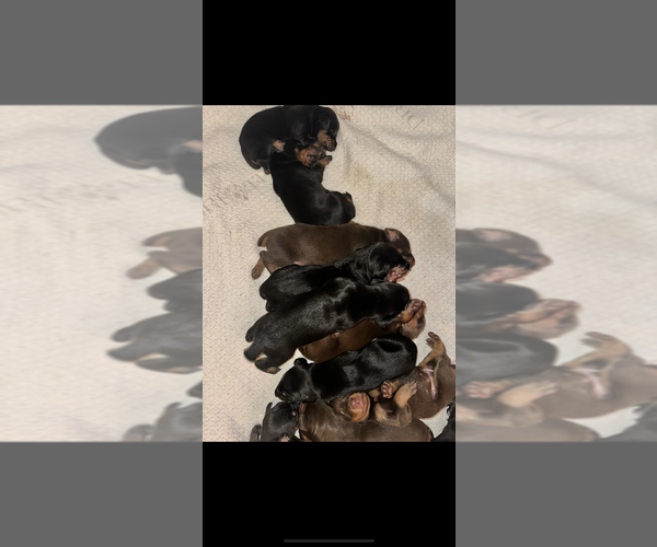 Medium Photo #26  Breeder Profile in LIVINGSTON, LA, USA