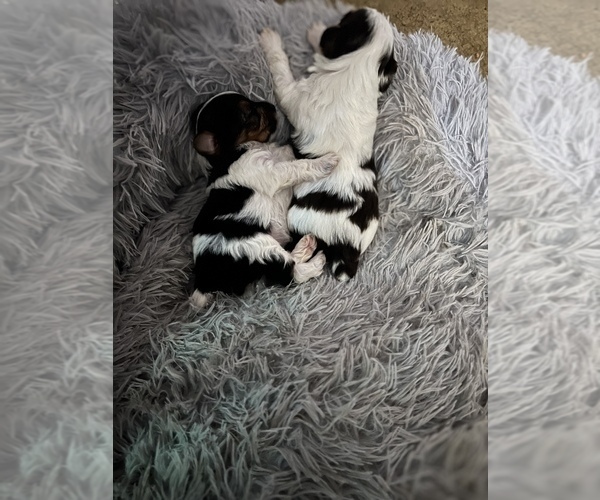 Medium Photo #8  Breeder Profile in MACON, GA, USA