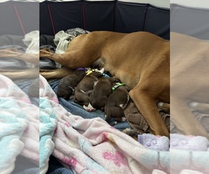 Boxer Dog Breeder near NORTH DARTMOUTH, MA, USA