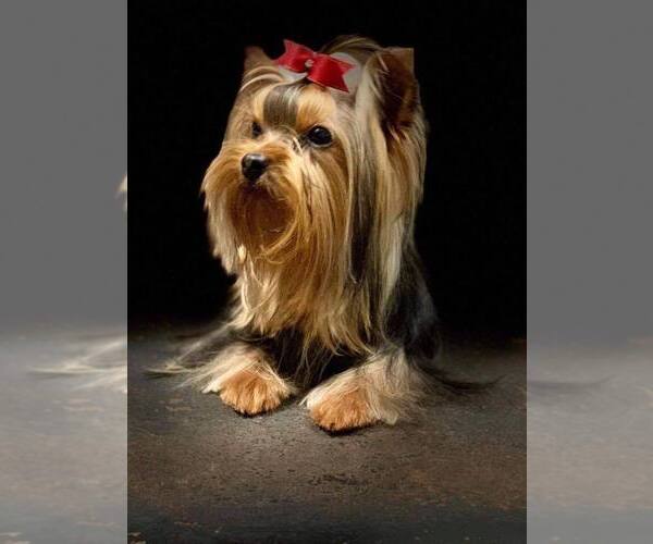 Medium Photo #1  Breeder Profile in RUSHVILLE, OH, USA