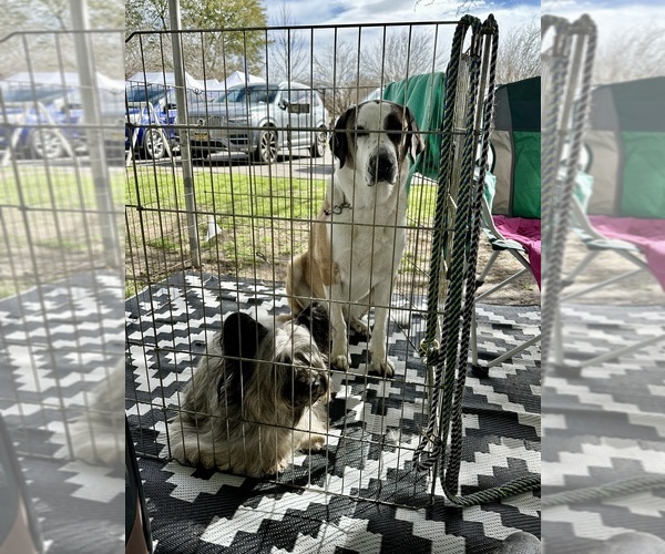 Medium Photo #22  Breeder Profile in LAKESIDE, CA, USA