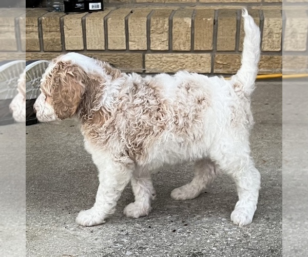 Medium Photo #3  Breeder Profile in BEECHGROVE, TN, USA