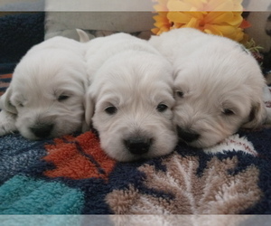 English Cream Golden Retriever Dog Breeder near NEWLAND, NC, USA