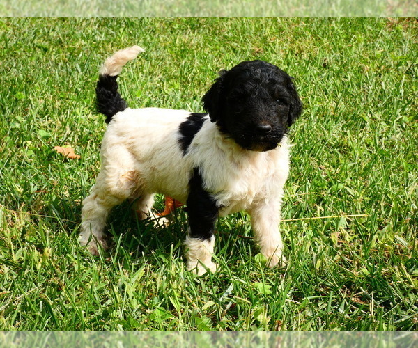 Medium Photo #2  Breeder Profile in AUGUSTA, WV, USA