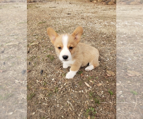 Medium Photo #1  Breeder Profile in ODON, IN, USA