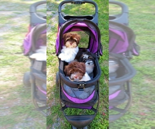 Medium Photo #7  Breeder Profile in POST FALLS, ID, USA