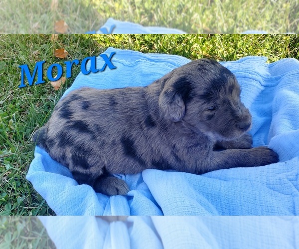 Medium Photo #9  Breeder Profile in ATHENS TOWNSHIP, PA, USA