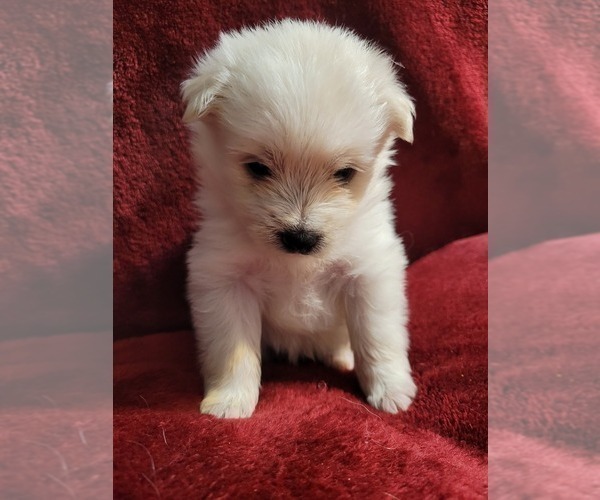 Medium Photo #77  Breeder Profile in AKRON, OH, USA