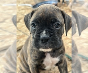 Boxer Dog Breeder near KAMILCHE, WA, USA