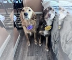 Small breeder photo