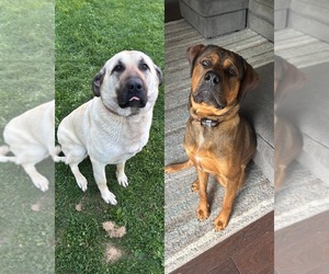 Anatolian Shepherd-English Mastweiler Mix Dog Breeder near IRWIN, PA, USA
