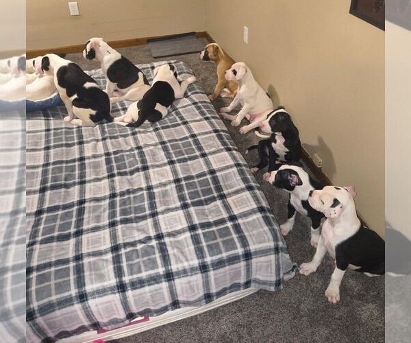 Medium Photo #1  Breeder Profile in BLUE SPRINGS, MO, USA