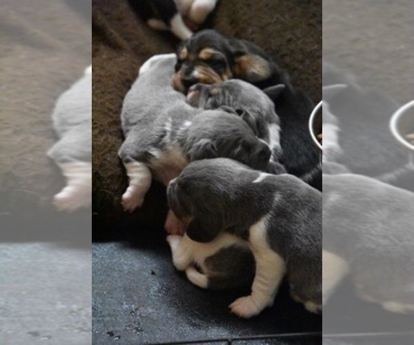 Medium Photo #1  Breeder Profile in GREENWOOD, AR, USA