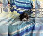 Small #1 Breeder Profile image