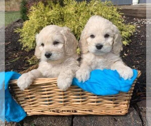 Medium Photo #1  Breeder Profile in CHRISTIANSBURG, VA, USA