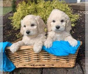 Cockapoo Dog Breeder in CHRISTIANSBURG,  USA