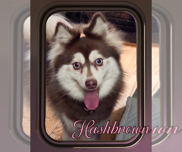 Medium Photo #9  Breeder Profile in VENUS, PA, USA
