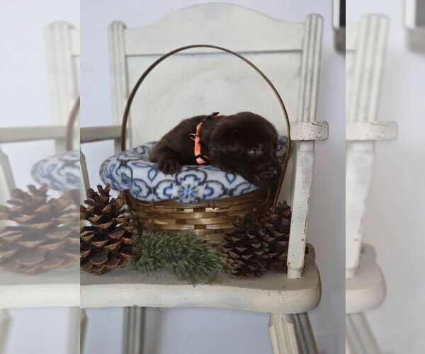 Medium Photo #7  Breeder Profile in FLORA, IL, USA