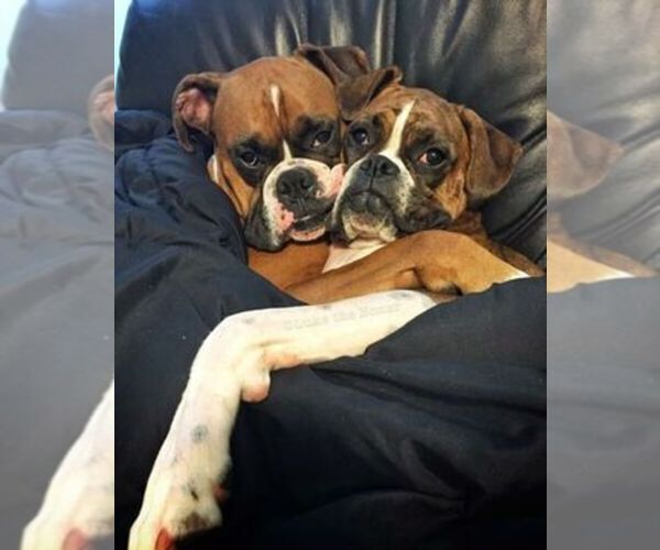 Medium Photo #1  Breeder Profile in OZARK, MO, USA