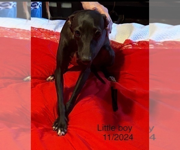 Medium Photo #3  Breeder Profile in STILLWATER, OK, USA