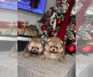 Pomeranian Dog Breeder near Bjelovar, Bjelovarsko-Bilogorska, Croatia