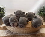 Small breeder photo