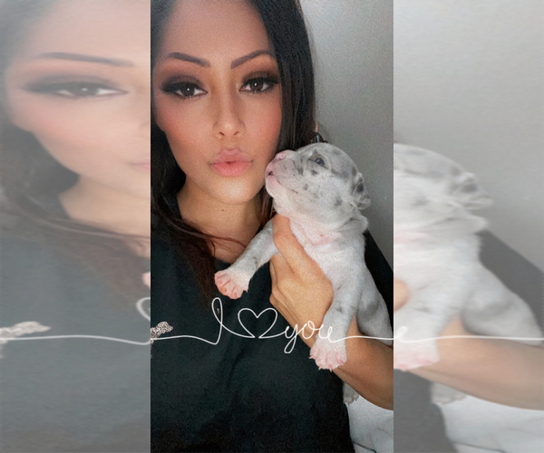 Medium Photo #1  Breeder Profile in BAY CITY, MI, USA