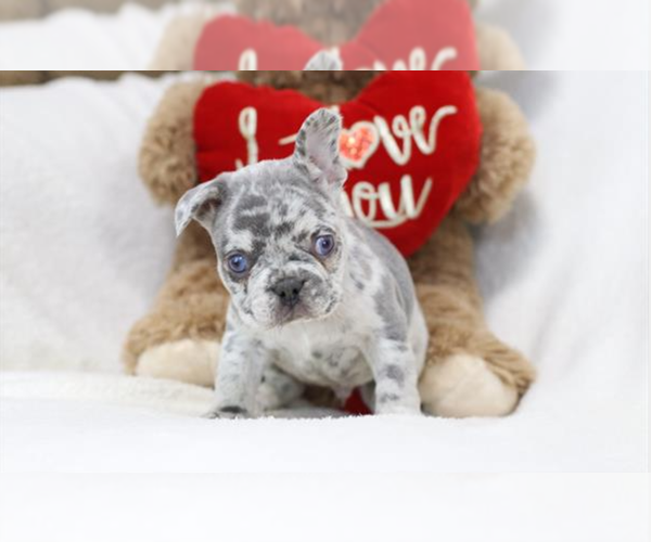 Medium Photo #1  Breeder Profile in LAKE RONKONKOMA, NY, USA