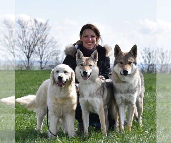 Medium Photo #1  Breeder Profile in Plomodiern, Brittany, France