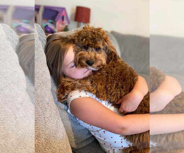 Medium Photo #2  Breeder Profile in S CHARLESTON, WV, USA