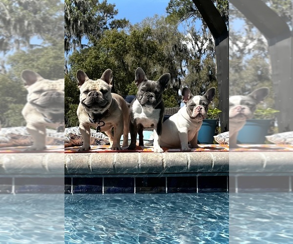 Medium Photo #6  Breeder Profile in LAKE CITY, FL, USA