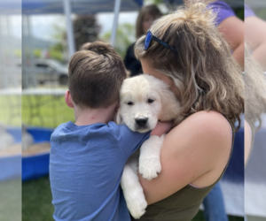 English Cream Golden Retriever Dog Breeder near NACOGDOCHES, TX, USA