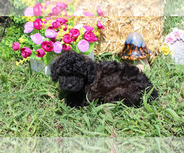 Medium Photo #51  Breeder Profile in CHANUTE, KS, USA