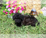 Small #50 Breeder Profile image