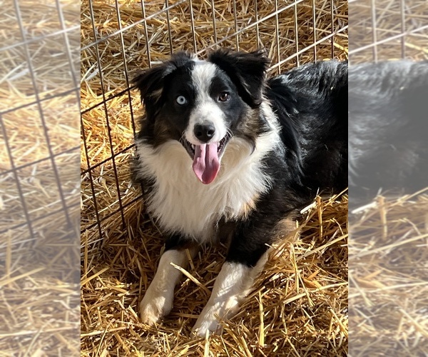 Medium Photo #10  Breeder Profile in BAKER CITY, OR, USA
