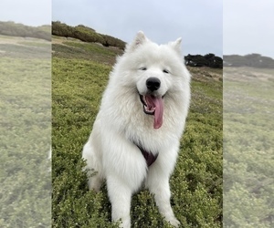 Samoyed Dog Breeder near DALY CITY, CA, USA