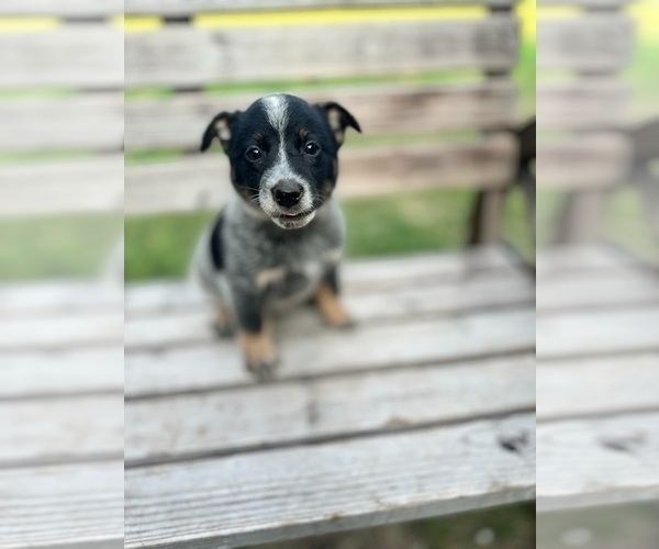Medium Photo #1  Breeder Profile in WACO, TX, USA