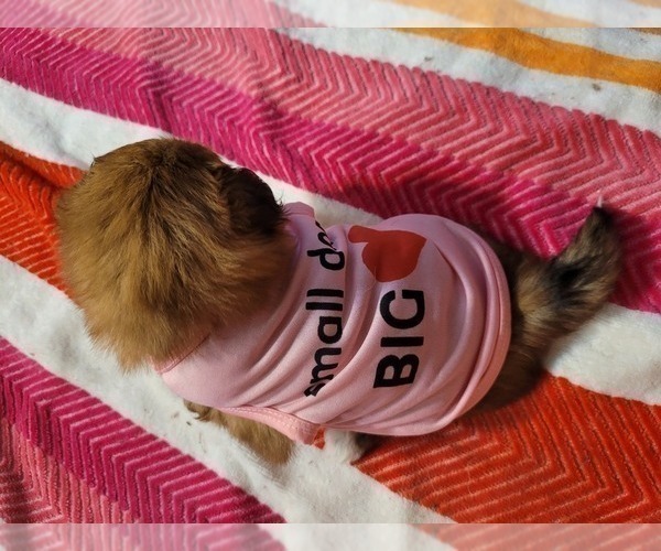 Medium Photo #44  Breeder Profile in AKRON, OH, USA