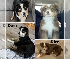 Medium Breeder Profile Photo