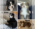 Small breeder photo