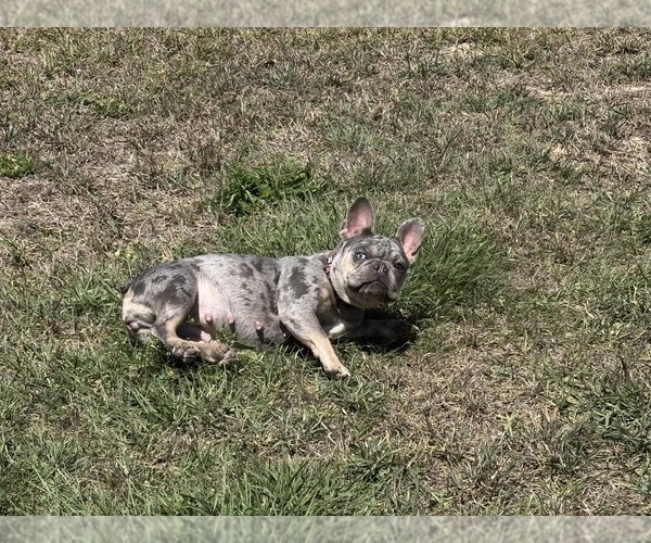 Medium Photo #12  Breeder Profile in LAKE WALES, FL, USA