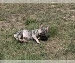 Small #11 Breeder Profile image