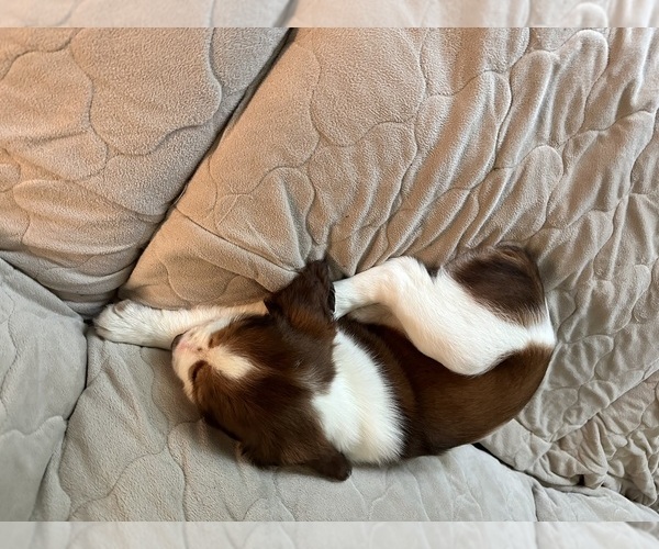 Medium Photo #18  Breeder Profile in CHATTANOOGA, TN, USA
