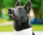 Small #4 Breeder Profile image
