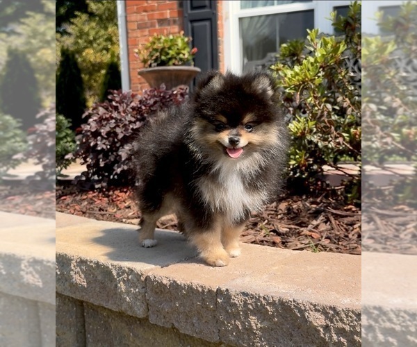 Medium Photo #23  Breeder Profile in KENNESAW, GA, USA