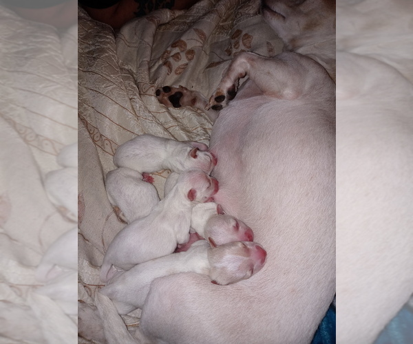 Medium Photo #1  Breeder Profile in MANISTIQUE, MI, USA