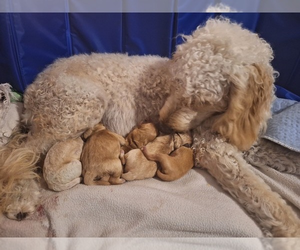 Medium Photo #1  Breeder Profile in STEVENSVILLE, MT, USA