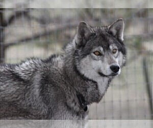 Wolf Hybrid Dog Breeder near SAINT IGNATIUS, MT, USA