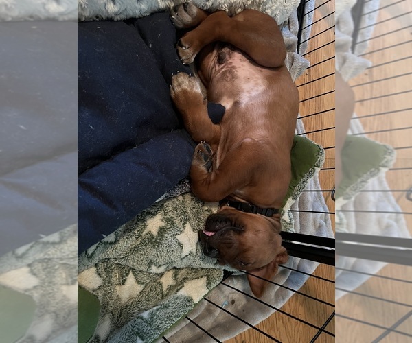 Medium Photo #22  Breeder Profile in MURFREESBORO, TN, USA