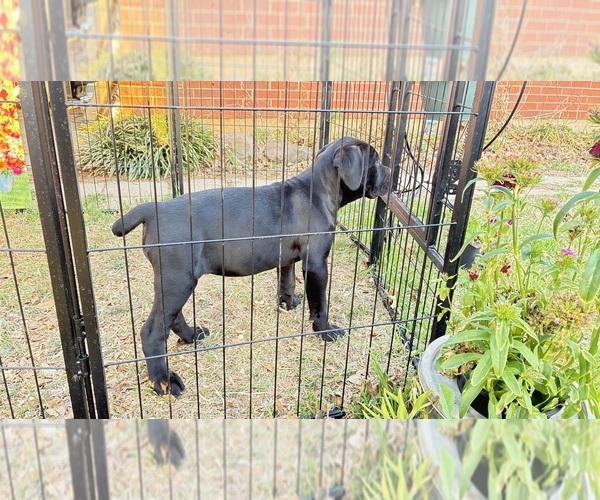 Medium Photo #7  Breeder Profile in NORMAN, OK, USA